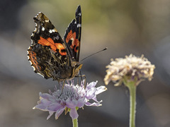 Vanessa vulcania