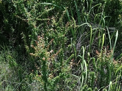 Gymnosporia polyacantha