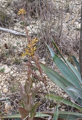 Solidago radula
