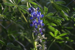 Centratherum riparium