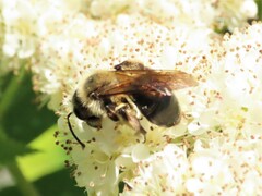 Melandrena