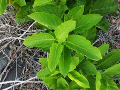 Convolvulus lopezsocasii