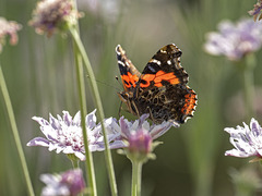 Vanessa vulcania