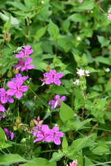 Geranium soboliferum