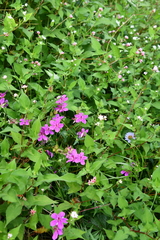 Geranium soboliferum