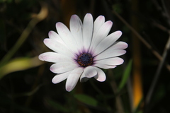 Dimorphotheca fruticosa