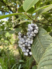 Palicourea pilosa