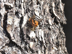 Vanessa vulcania