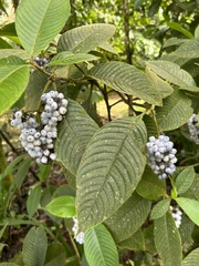 Palicourea pilosa