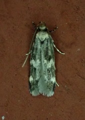 Oegoconia novimundi