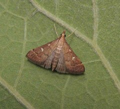 Dolicharthria punctalis