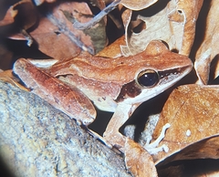 Polypedates macrotis