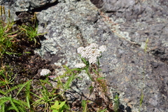 Achillea millefolium image