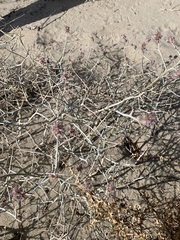 Psorothamnus polydenius