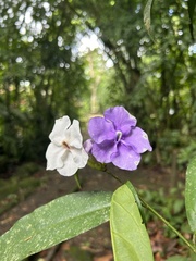 Brunfelsia pauciflora