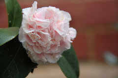 Dianthus caryophyllus