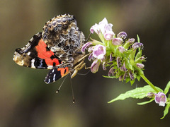 Vanessa vulcania