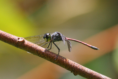 Agrionoptera insignis