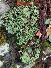 Cladonia furcata