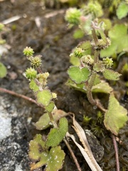 Hydrocotyle pseudoconferta