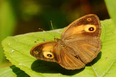 Mycalesis patnia