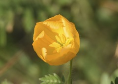 Kallstroemia grandiflora