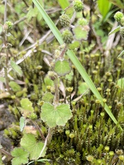 Hydrocotyle pseudoconferta