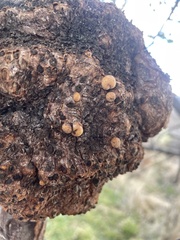 Cyttaria hariotii