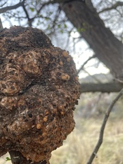 Cyttaria hariotii