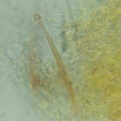 Dextrinocystis capitata