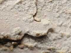 Dextrinocystis capitata