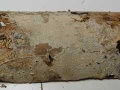 Dextrinocystis capitata