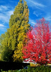 Acer grandidentatum