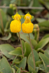 Calceolaria polyrhiza