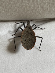 Triatoma