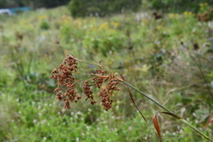Scirpus lushanensis