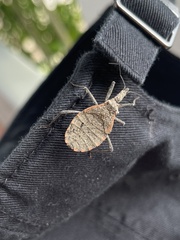 Triatoma