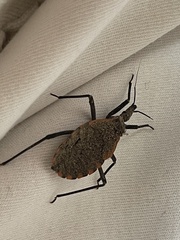 Triatoma