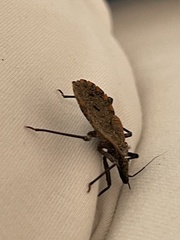 Triatoma
