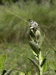 Heliopetes omrina