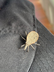 Triatoma