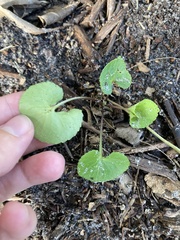 Violaceae