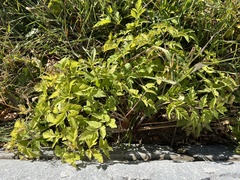Angelica triquinata