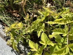 Angelica triquinata