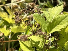 Angelica triquinata