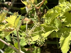 Angelica triquinata