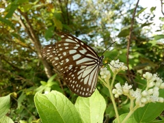 Ideopsis juventa