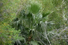 Washingtonia robusta