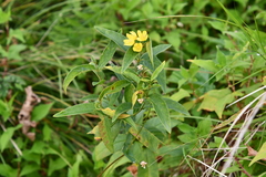 Lysimachia davurica