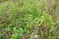 Lysimachia davurica